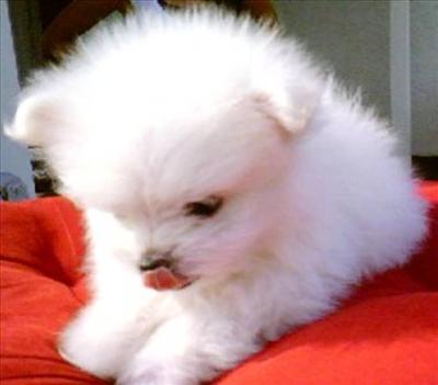 Puppy