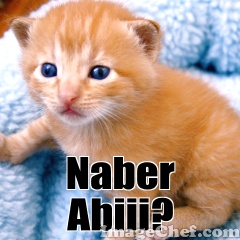Kedi