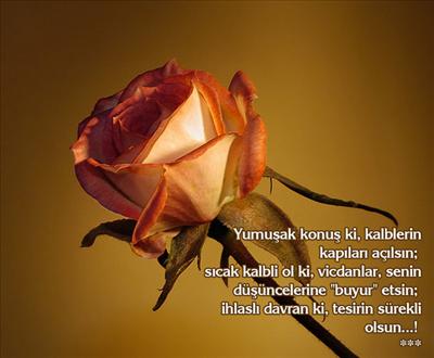 GÜL17