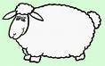 sheep