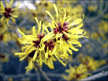 Witch Hazel Seeds