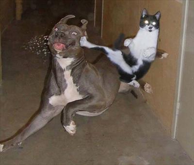 Chuck's cat
