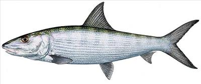Bonefish