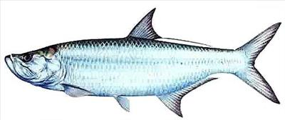 Tarpon