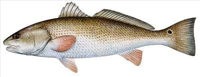 Redfish