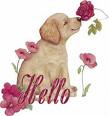 Hello puppy