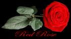 ruza