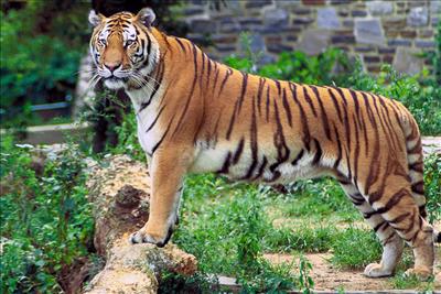 Tigger