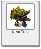 Olive Tree