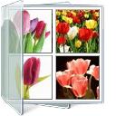 Tulip