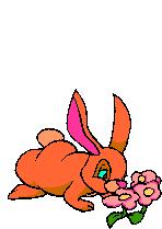 rabbit