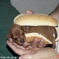 hot dog