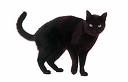 Black Cat