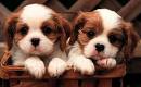 Cutepuppy