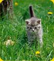 Cute Kitten