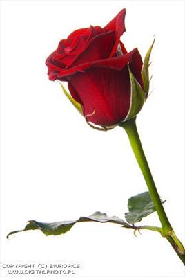 rose