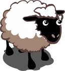 sheep