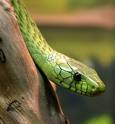 snake
