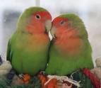 Love Bird