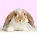 Rabit