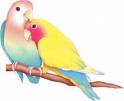Love Bird