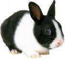Rabit