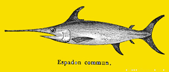 Espadon d'avril