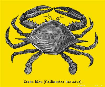 Crabe d'avril