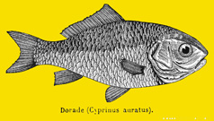 Dorade d'avril