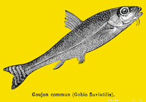 Goujon d'avril