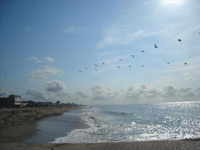 Birds over the ocean