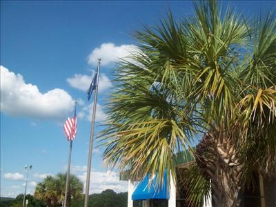 S.C. palm tree