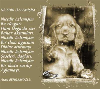 dostluk