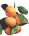 mandalina 