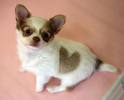 a heart puppy