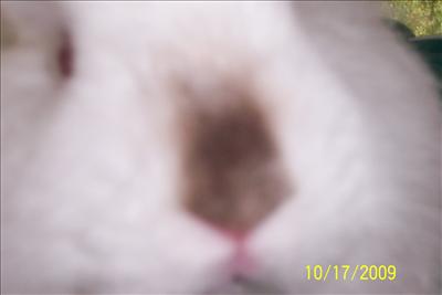 BUNNEH FACE
