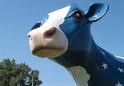 Blueberry Moocow