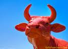 Orange Moocow
