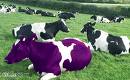 Grape Moocow