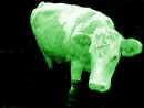 Lime Moocow