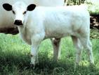 Vanilla Moocow