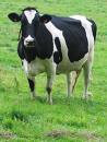 Chocolate Moocow
