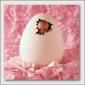 Baby chick in egg