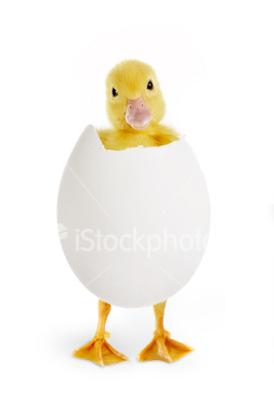 Chick in egg