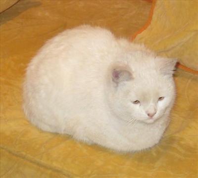 Бяло коте