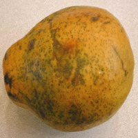 ESI PULA (RIPED PAPAYA)