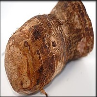KALO (TARO)