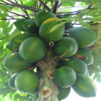 ESI MOKO (UN-RIPED PAPAYA)
