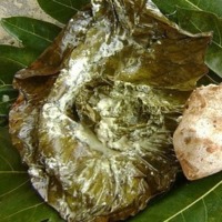 PALUSAMI (PALUSAMI-RING)