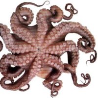 FE'E (OCTOPUS)